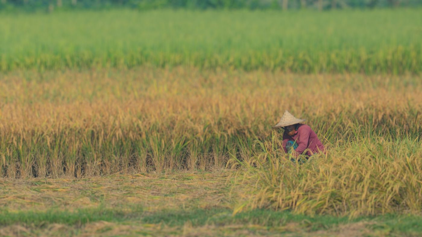 উত্তরাঞ্চলে আমন কাটার ধুম, ভালো ফলনে খুশি কৃষক
